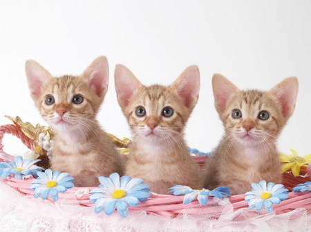 猫天使 (3).jpg